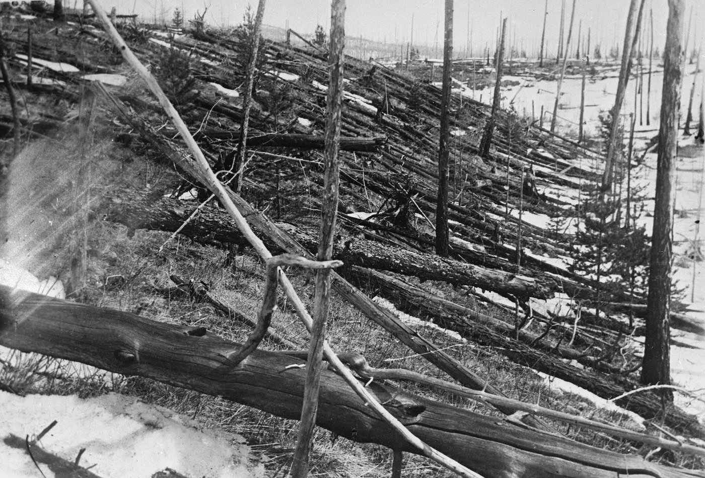 Photograph from the Kulik expedition: thousands of flattened trees lying in parallel in the Siberian snow.